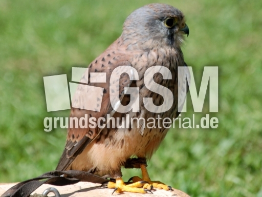Turmfalke_Männchen_6.JPG